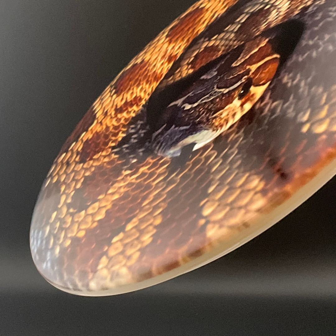 Fuzion Justice - "Rattlesnake" DyeMax