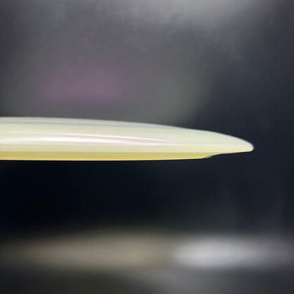 Champion Glow Tern