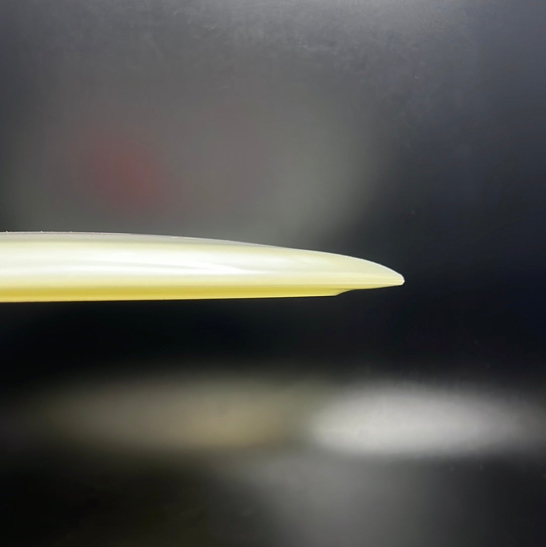 Champion Glow Tern